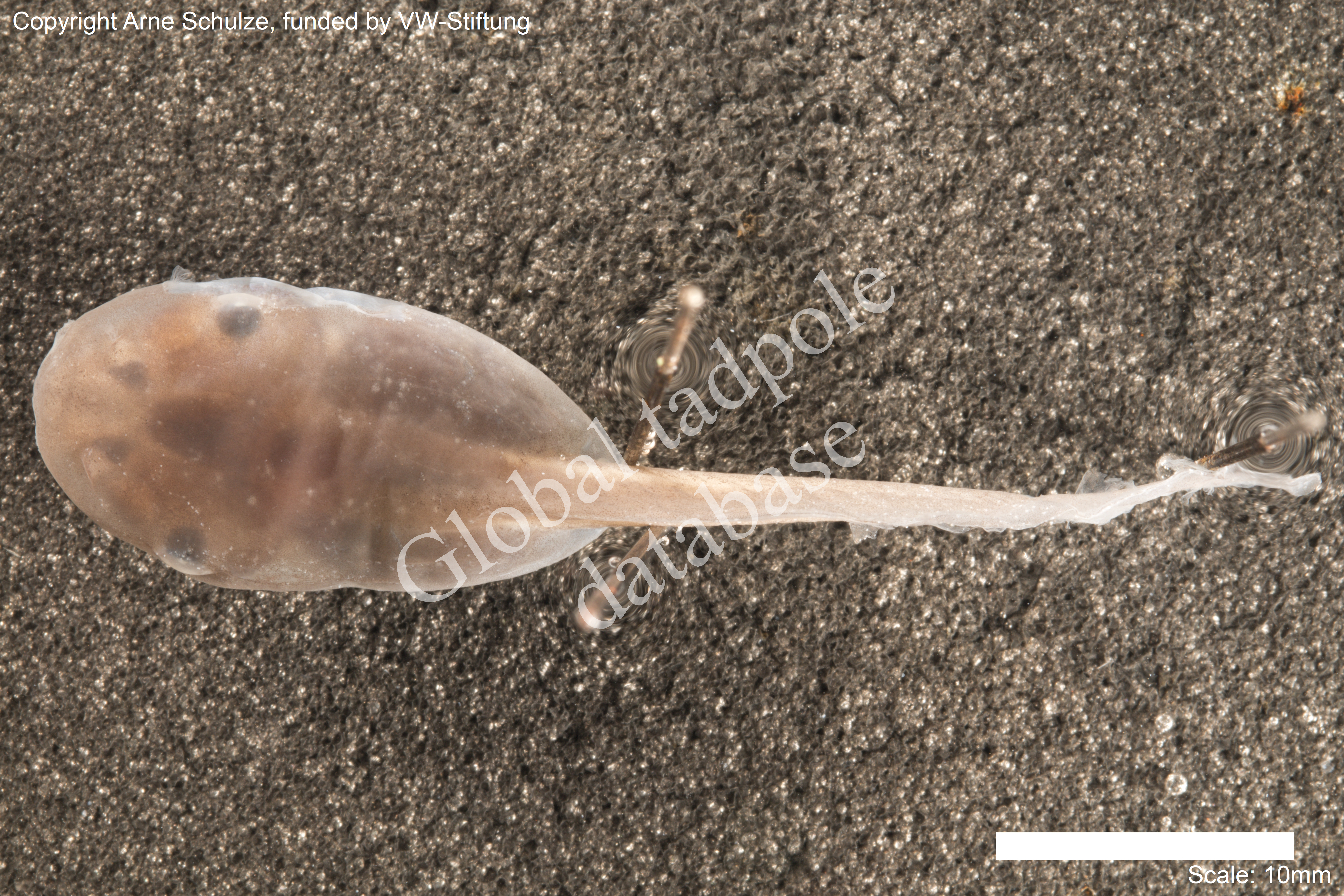 Sorry, no picture available